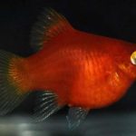پلاتی بالن (Balloon Platy)