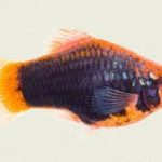 پلاتی بلک همبرگ (Black Hamberg Platy)
