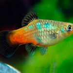 پلاتی رنگین کمان (Rainbow Platy)
