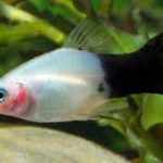 پلاتی پاندا (Panda Platy)