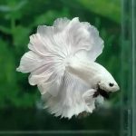 فایتر دم گل رز – رزی تیل ( Rosetail Betta )