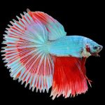 فایتر نیمه خورشید دم شانه ای (Half Sun/Combtail Betta)