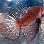 فایتر دم گرد (Round Tail Betta)