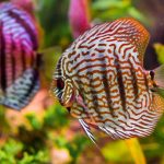 مجموعه تصاویر ماهی دیسکس ( Discus Fish Photo Gallery )