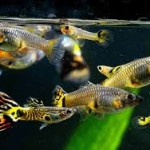 معرفی تصویری انواع گوپی ( Guppy Varieties )