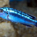 سیچلاید جوهانی بلو الکتریک (Electric Blue Johannii)
