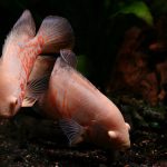 تکثیر ماهی اسکار (Oscar Fish Breeding)