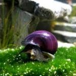 حلزون میستری بنفش (purple mystery snail)