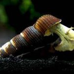 حلزون خرگوشی (Rabbit Snail)