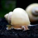 حلزون میستری سفید (white mystery snail)