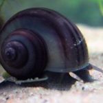 حلزون میستری سیاه (black mystery snail)