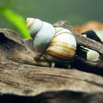 حلزون ژاپنی ترپدور (Japanese Trapdoor Snail)
