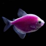 رنگ کردن مصنوعی ماهی آکواریومی (painted fish)