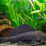 کت فیش اسپرت (common pleco)