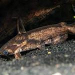 کت فیش چوبی (Wood Catfish)