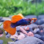 گوپی کوی تاکسیدو (koi tuxedo guppy)