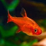 تترا امبر (Ember Tetra)